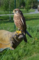 /album/a9-kvetna-2016-vycvik-dravcu/dravci-4-jpg/